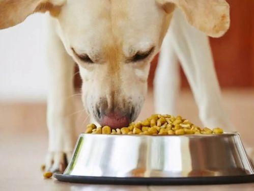 娱乐吃瓜养狗视频在线观看